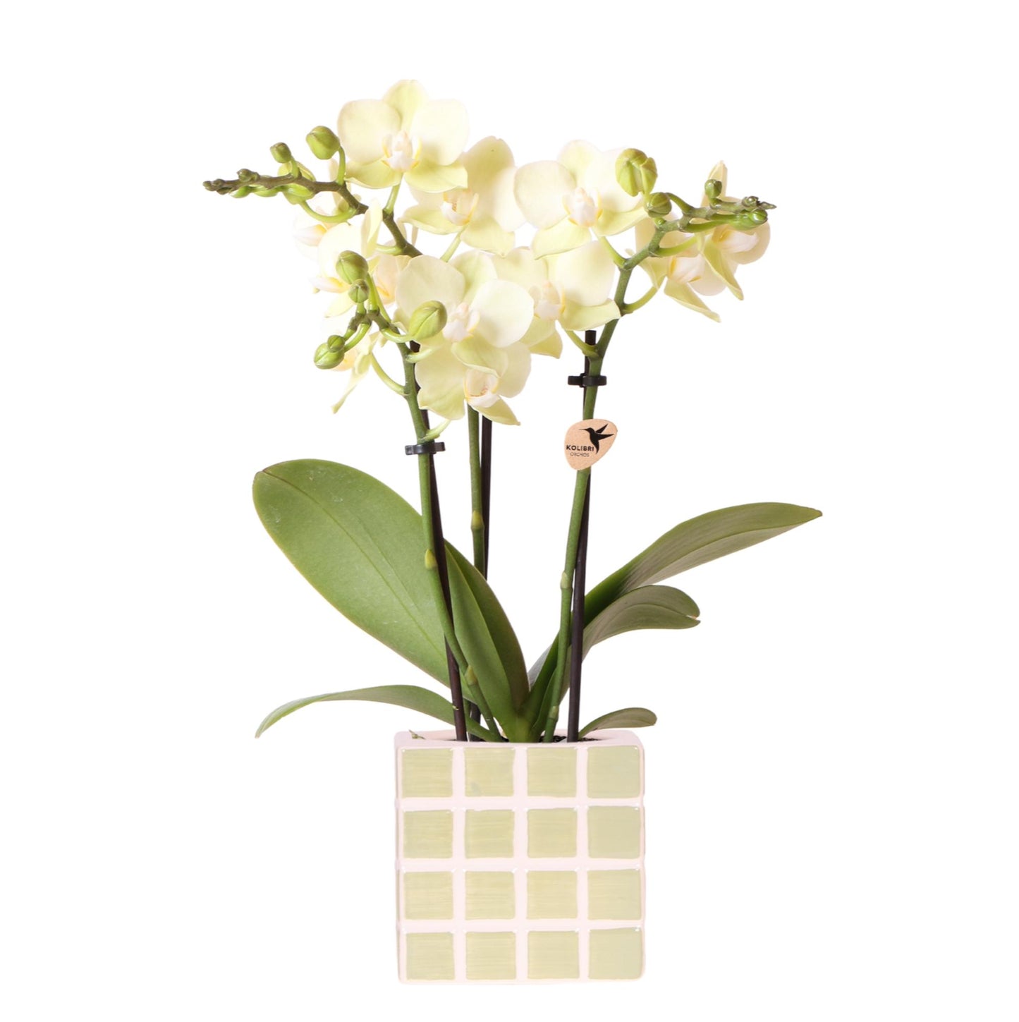 Gele phalaenopsis orchidee Mexico + Mosa sierpot groen - potmaat Ø9cm