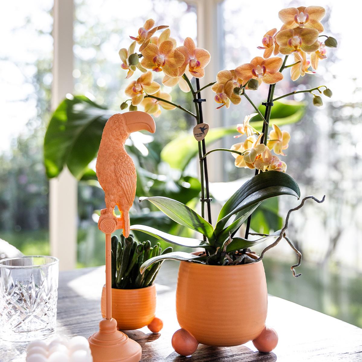 Oranje Phalaenopsis orchidee - Mineral Bolzano + Rolling peach - potmaat Ø9cm