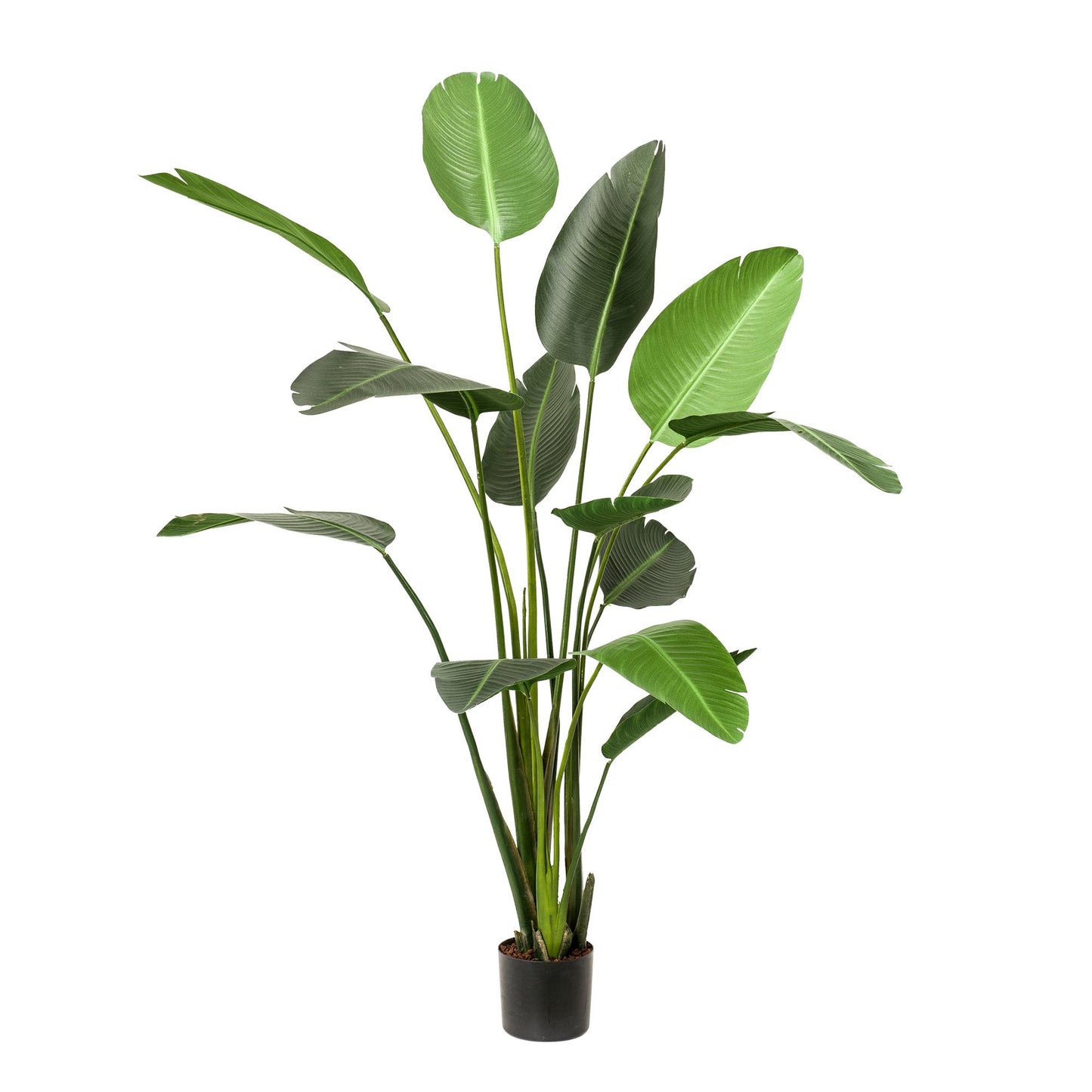 Kunstplant - Strelitzia Nicolai - 230cm