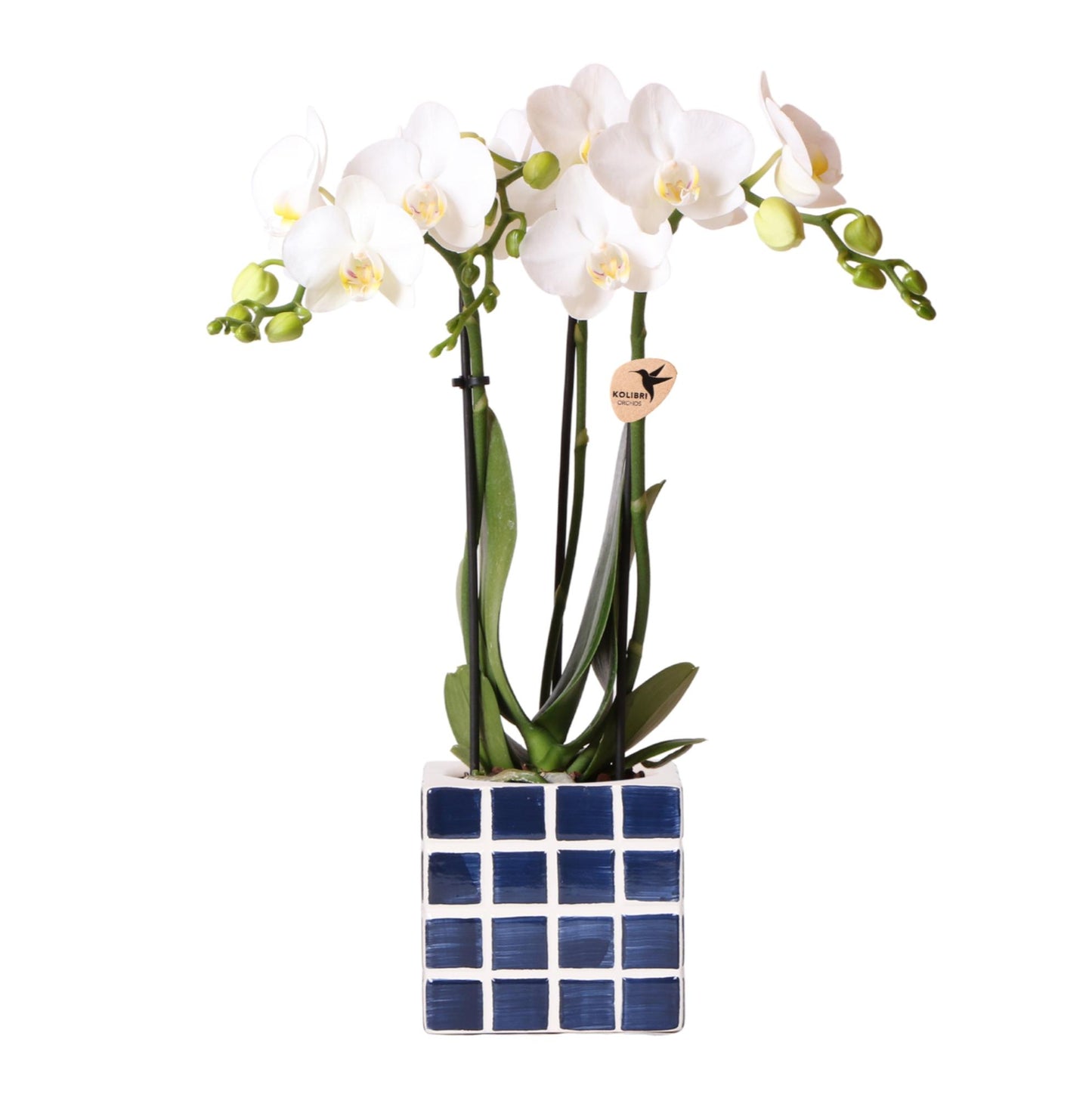 Witte phalaenopsis orchidee Amabilis + Mosa sierpot blauw - potmaat Ø9cm