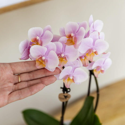 Roze phalaenopsis orchidee - Andorra + Pastel pot pink - potmaat Ø9cm