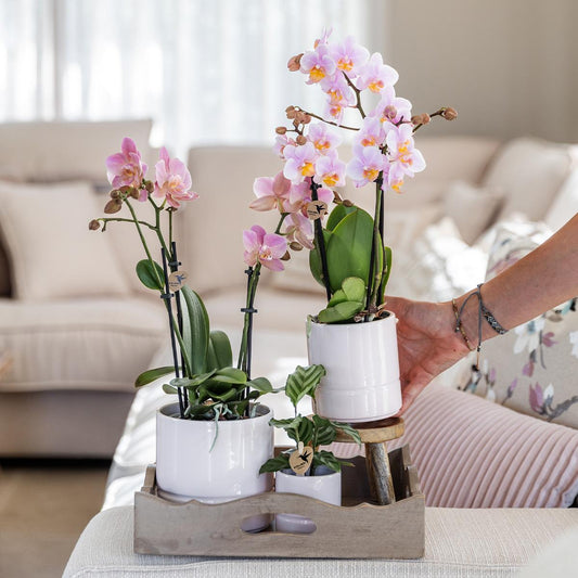 Roze phalaenopsis orchidee - Andorra + Pastel pot white - potmaat Ø9cm