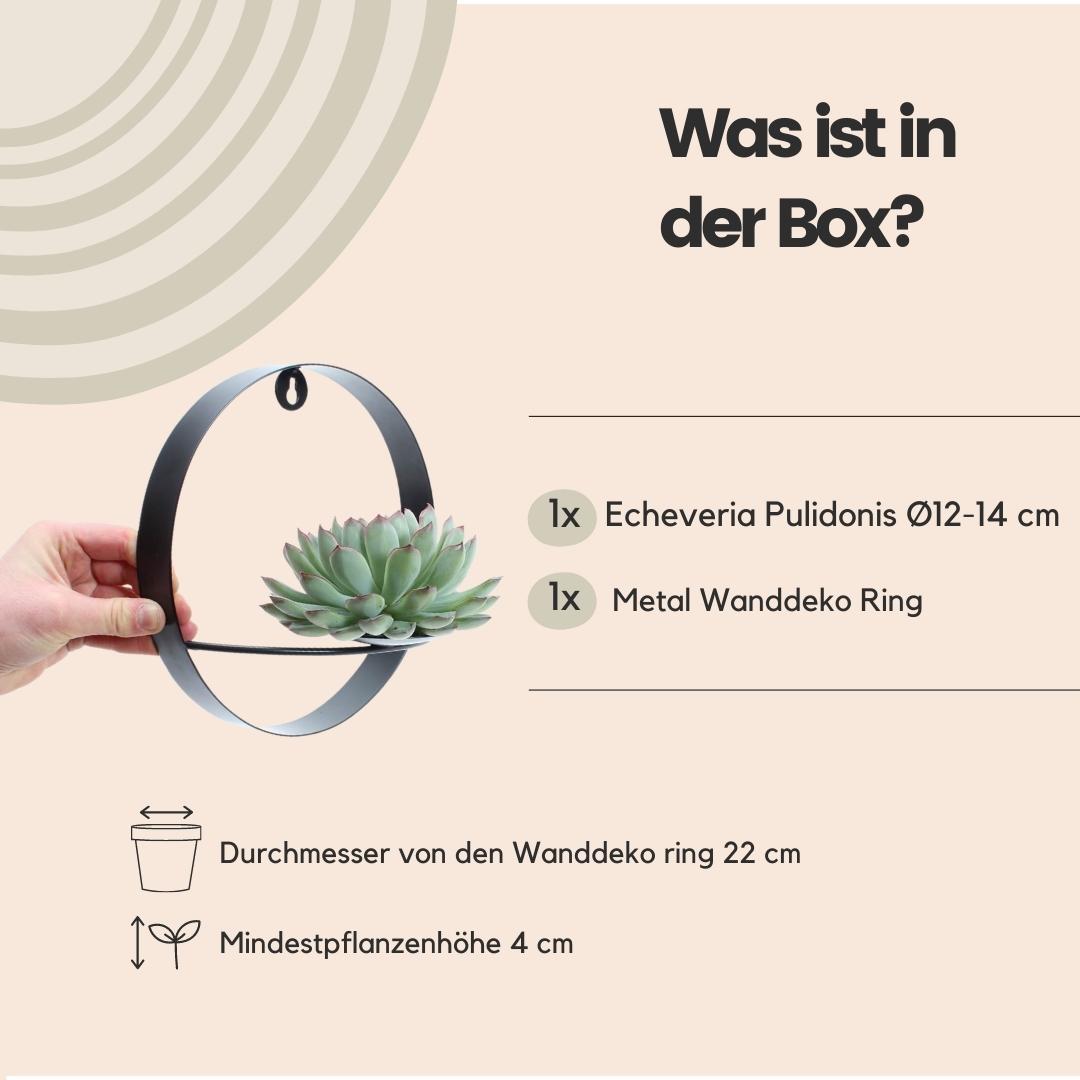 ROOTLESS op Muurdeco standaard zwart Ø20 cm - ↕20 cm