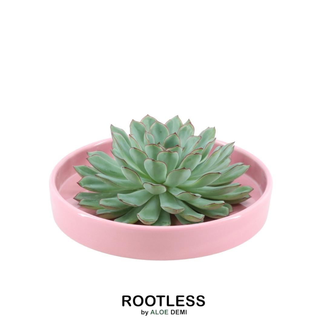 ROOTLESS in schaal 'roze' Ø20 cm - ↕5 cm