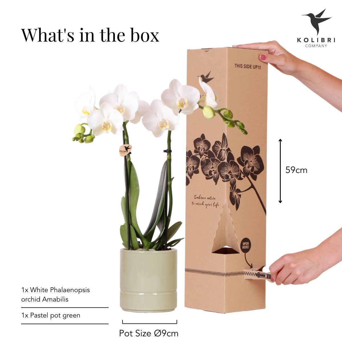 Witte Phalaenopsis orchidee - Amabilis + Pastel pot green- potmaat Ø9cm