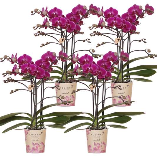 COMBI DEAL van 4 paarse phalaenopsis orchideeën - Morelia - potmaat Ø9cm
