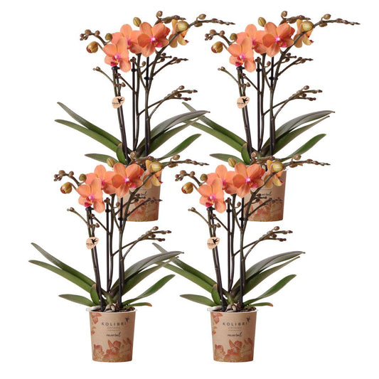 COMBI DEAL van 4 oranje Phalaenopsis orchideeën - Bolzano - potmaat Ø9cm