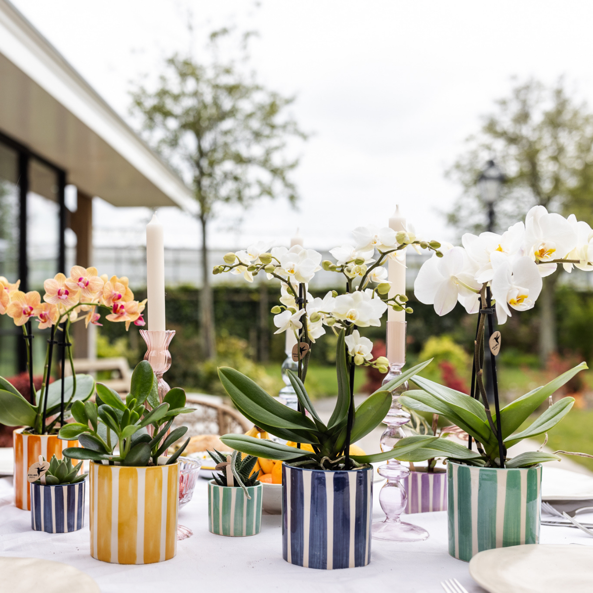 Witte phalaenopsis orchidee Lausanne + Painted Stripe sierpot turquoise - potmaat Ø9cm
