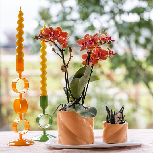 Gift set Optimism small peach