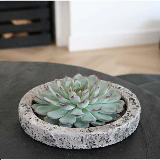 ROOTLESS in schaal 'Concrete' Ø20 cm - ↕5 cm