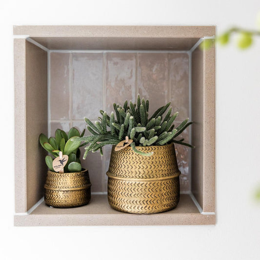 Planten set - met 3 succulenten mix - incl. keramieken sierpotten | potmaat Ø9cm