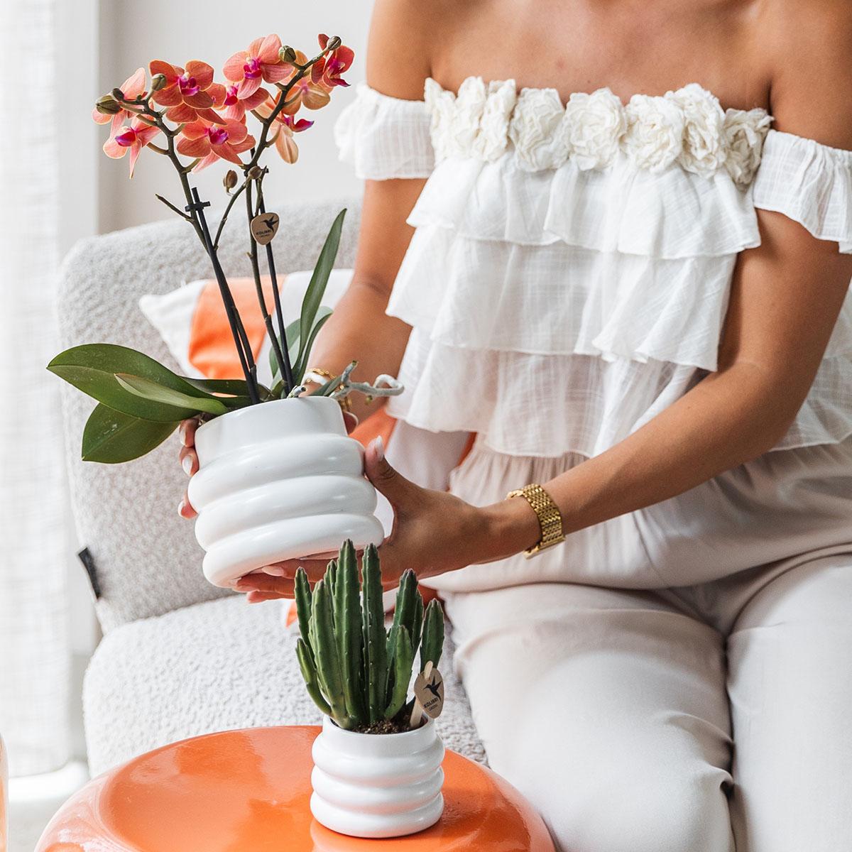 Oranje Phalaenopsis orchidee - Mineral Bolzano + Bubble pot white - potmaat Ø9cm