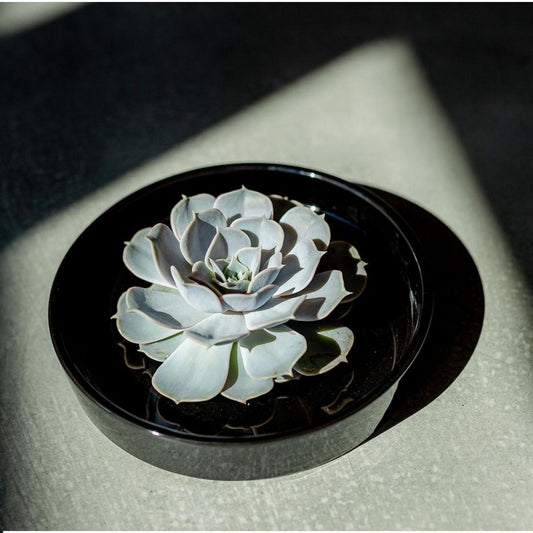 ROOTLESS in schaal 'zwart' Ø20 cm - ↕5 cm