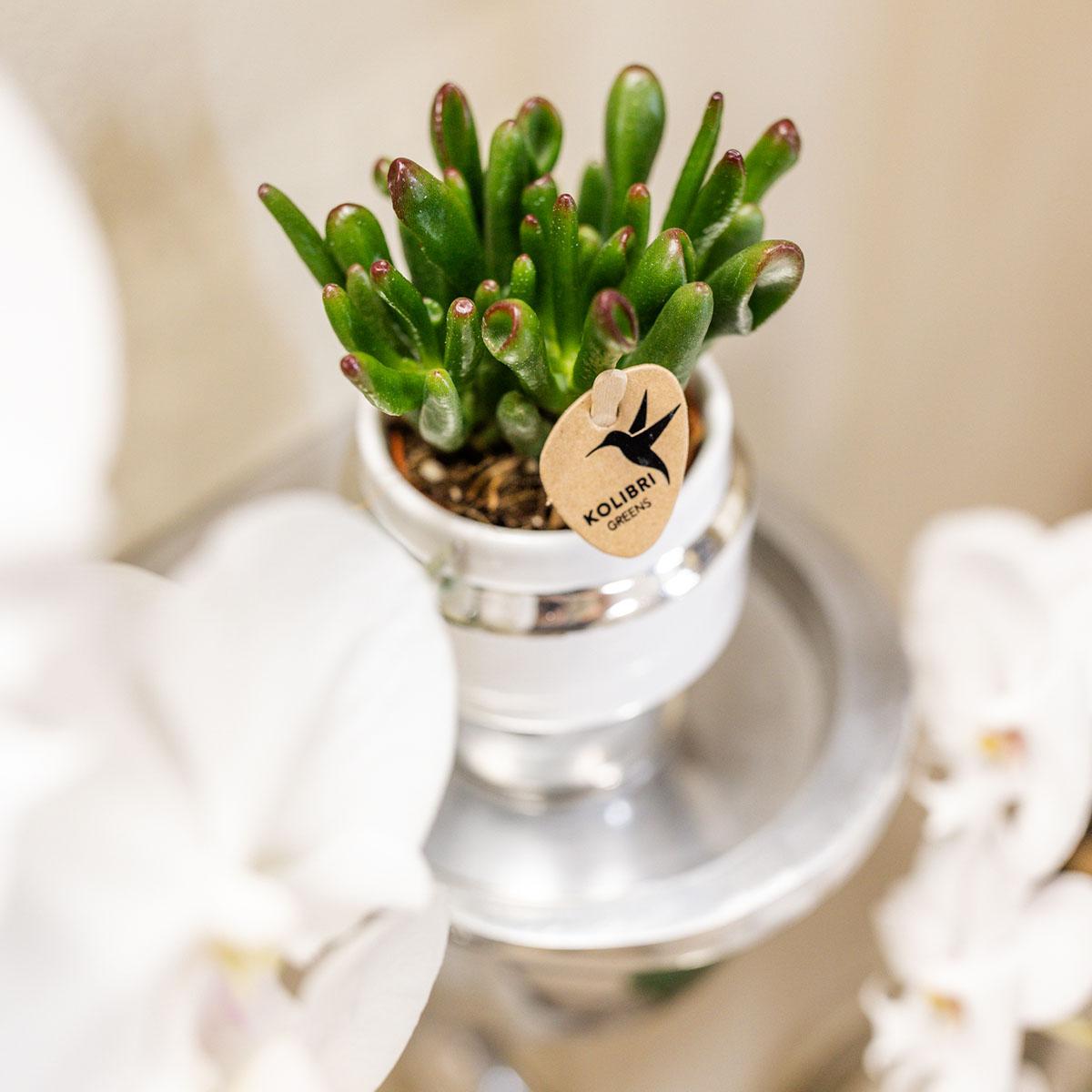 Succulenten set van 2 planten in zilveren Le Chic sierpotten