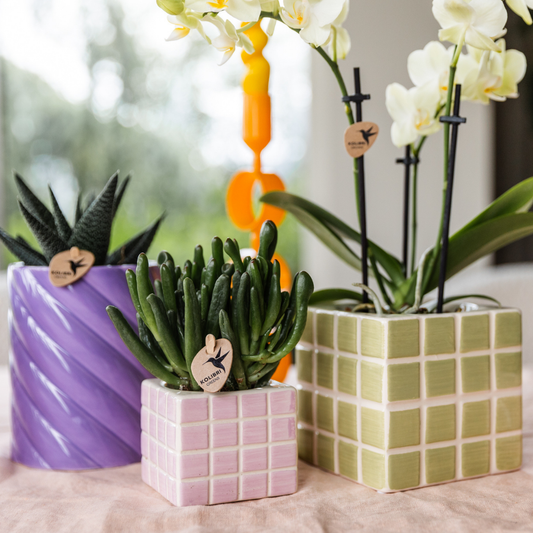 Gele phalaenopsis orchidee Mexico + Mosa sierpot groen - potmaat Ø9cm