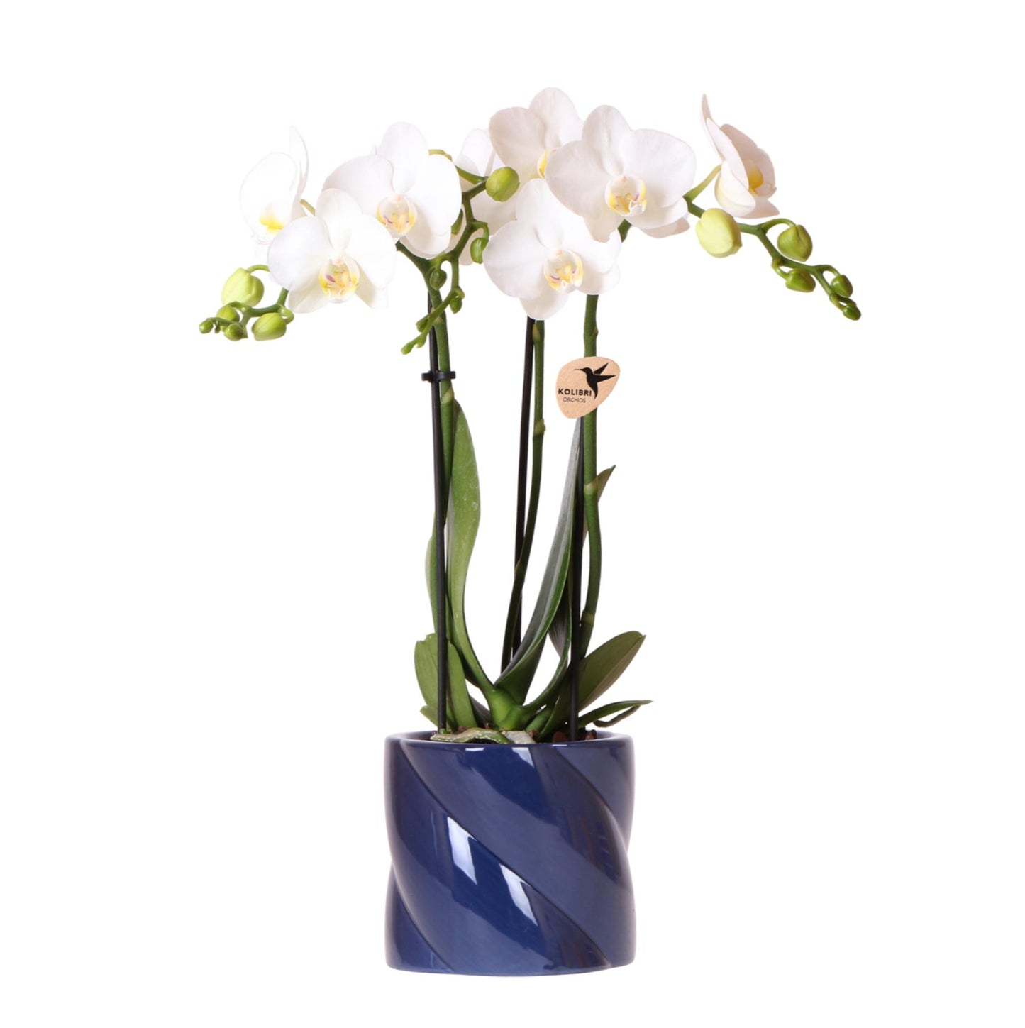 Witte orchidee Amabilis + Candy sierpot blauw - potmaat Ø9cm