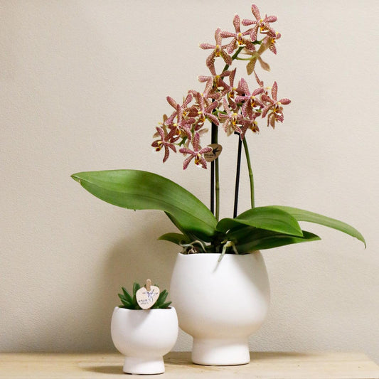 Oranje Phalaenopsis orchidee - Spider in Scandic wit - potmaat Ø9cm
