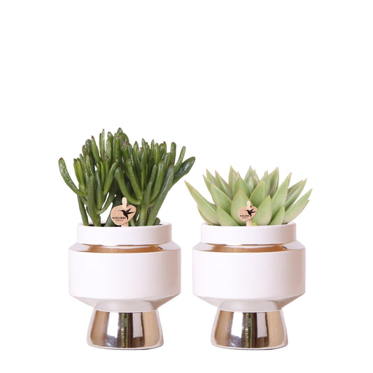 Succulenten set van 2 planten in zilveren Le Chic sierpotten