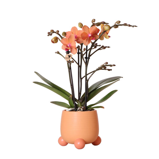 Oranje Phalaenopsis orchidee - Mineral Bolzano + Rolling peach - potmaat Ø9cm