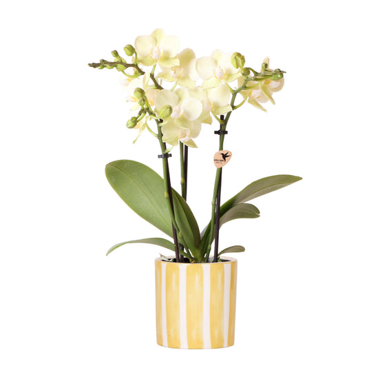 Gele Phalaenopsis orchidee - Mexico + Painted Stripe pot yellow - potmaat Ø9cm