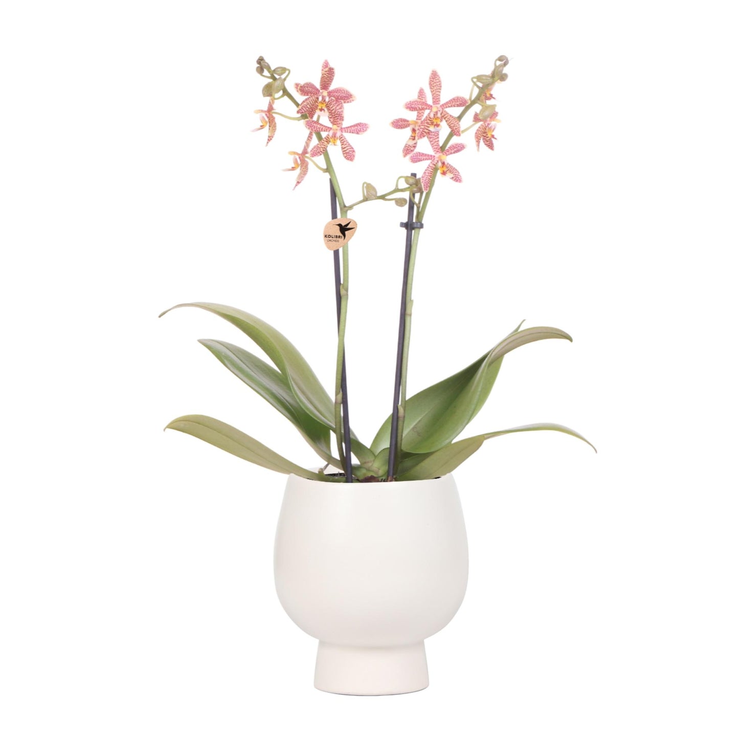 Oranje Phalaenopsis orchidee - Spider in Scandic wit - potmaat Ø9cm