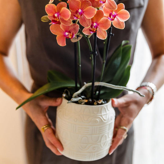 Oranje orchidee Bolzano + Hieroglyph sierpot off white - potmaat Ø9cm
