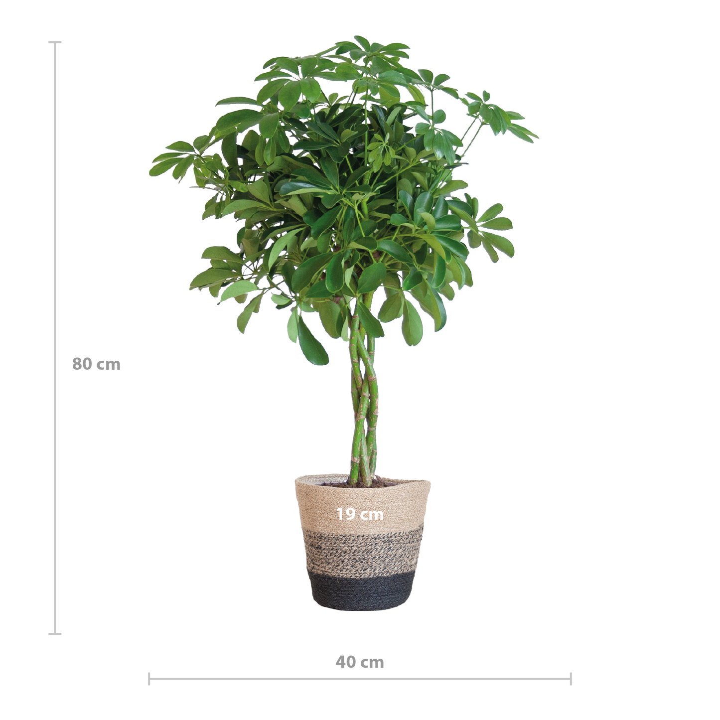Schefflera Arab Nora met Mand Lissabon zwart - 70cm - Ø21