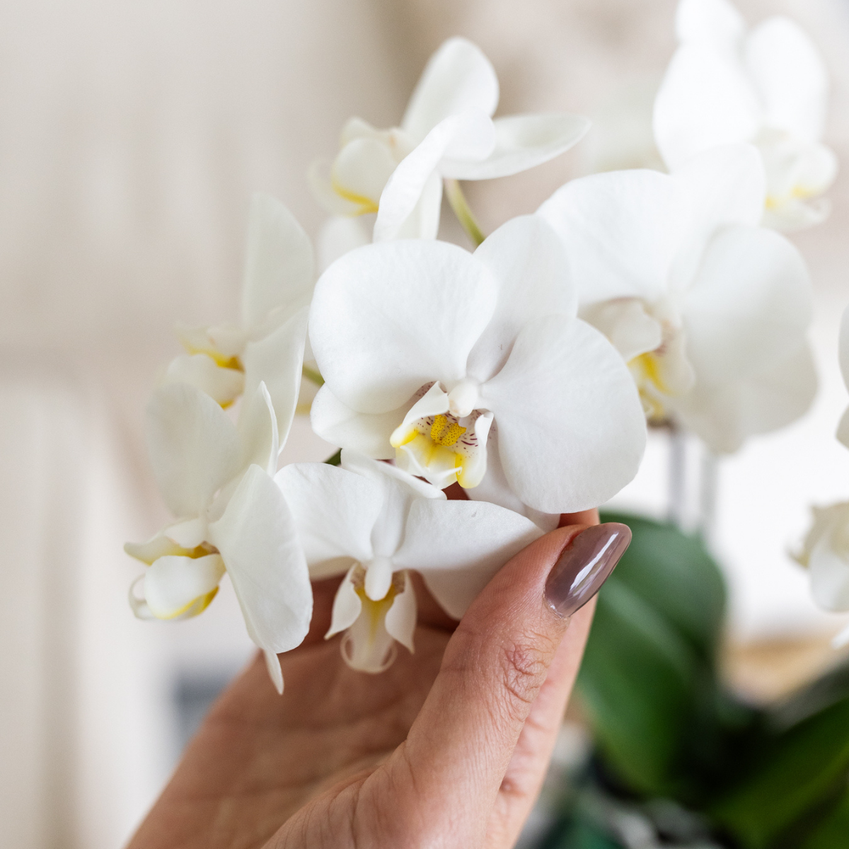 Witte orchidee Amabilis + Malaga sierpot groen - potmaat Ø9cm