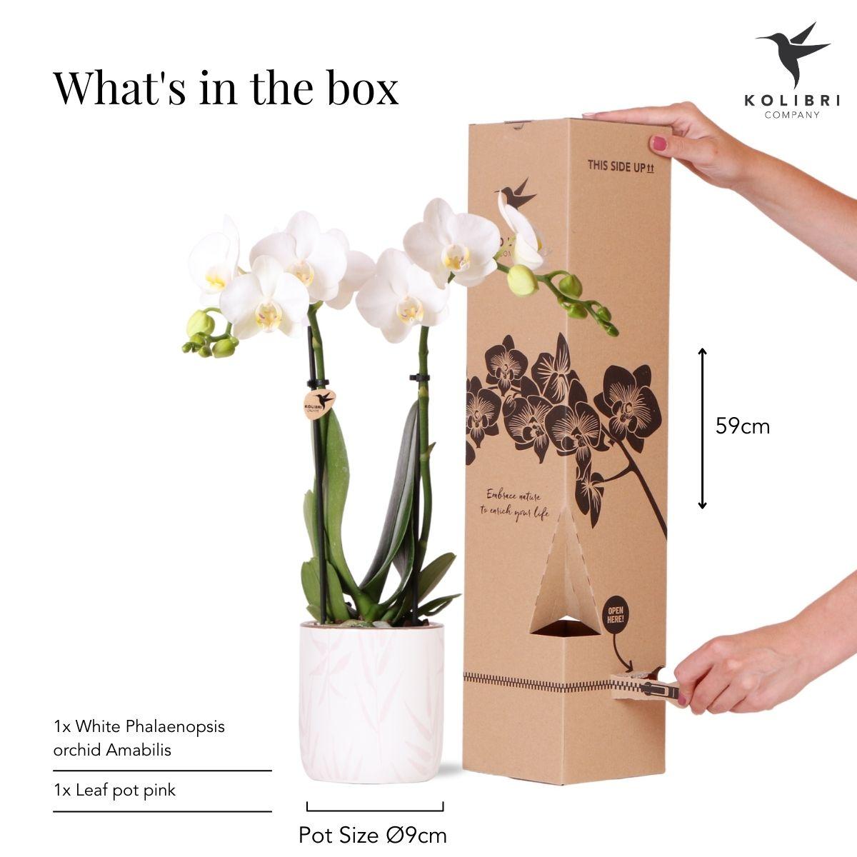Witte Phalaenopsis orchidee - Amabilis + Leaf pot pink - potmaat Ø9cm