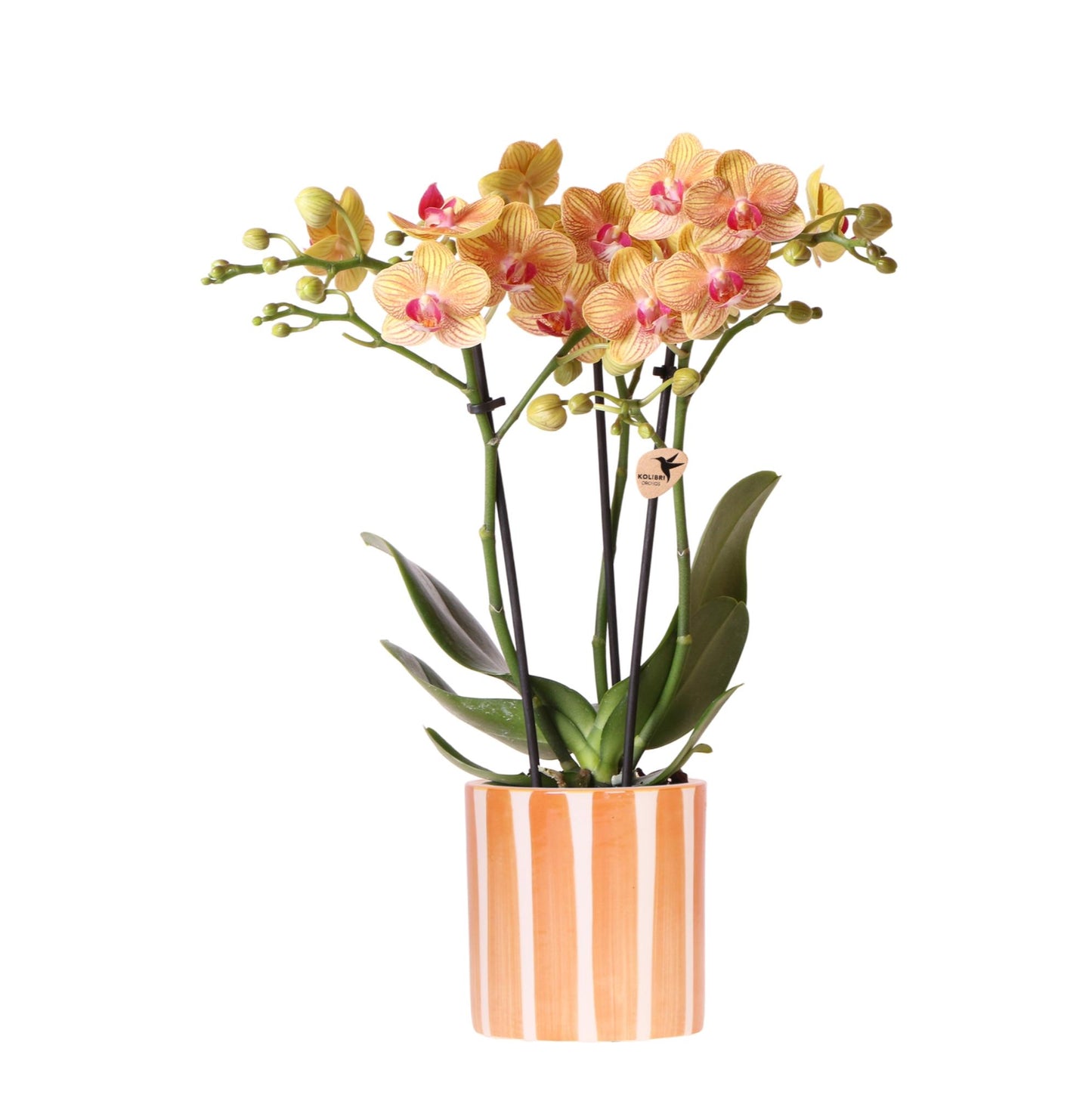 Oranje Phalaenopsis orchidee - Jamaica + Painted Stripe pot oranje - potmaat Ø9cm