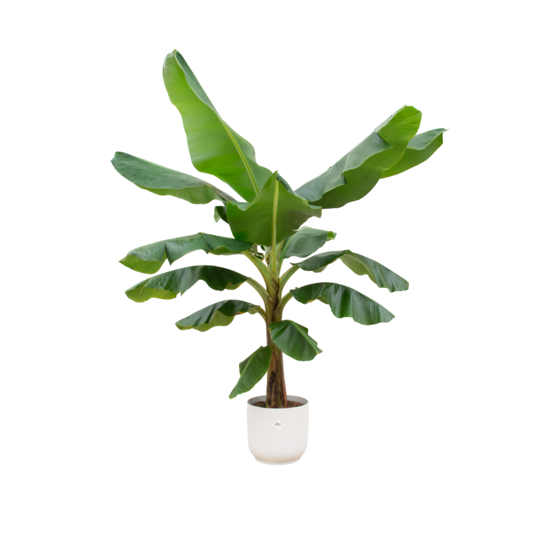 Bananenplant (Musa) inclusief elho Vibes Fold Round wit Ø30 - 180 cm