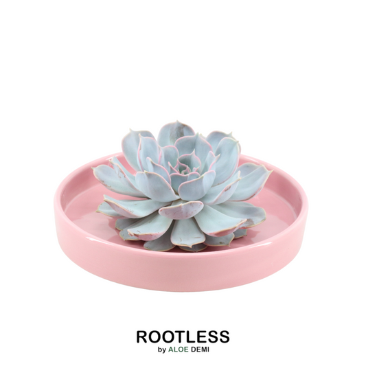 ROOTLESS in schaal 'Pink' Ø20 cm - ↕5 cm