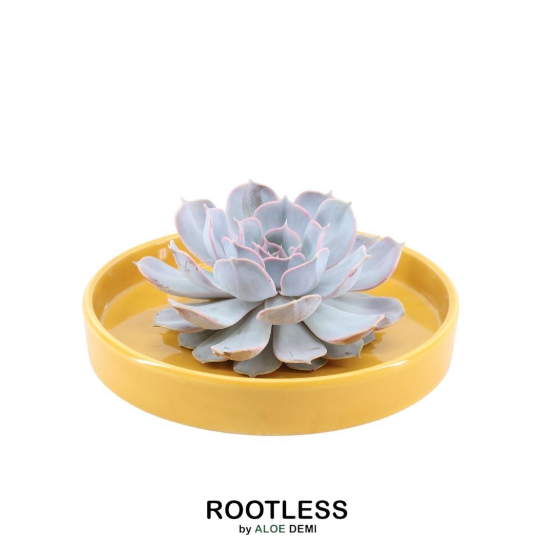 ROOTLESS in schaal 'geel' Ø20 cm - ↕5 cm