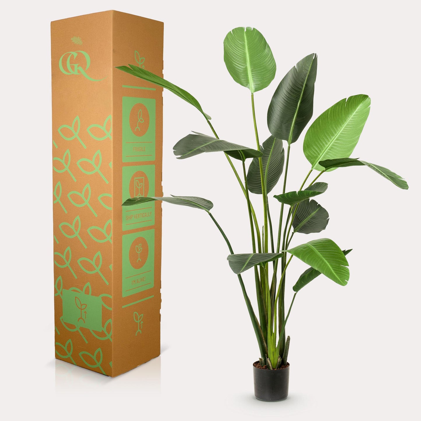 Kunstplant - Strelitzia Nicolai - 230cm