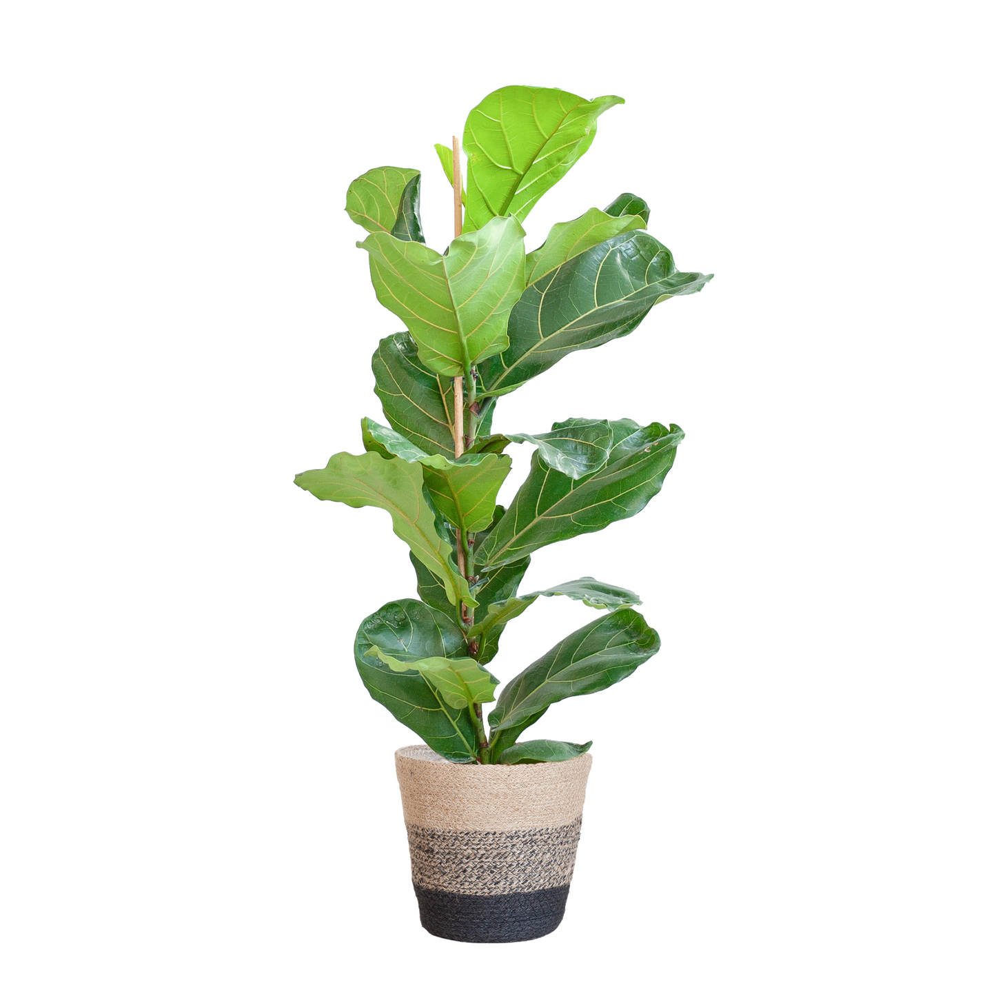 Ficus Lyrata met Mand Lissabon zwart - 80cm - Ø21
