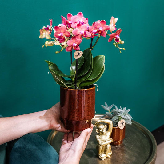 Rode Phalaenopsis orchidee - Congo + Classy red- potmaat Ø9cm