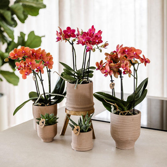 Kolibri Orchids | Rode orchidee Congo + Bali sierpot sand - potmaat Ø9cm