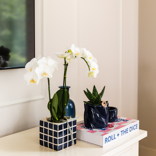 Witte phalaenopsis orchidee Amabilis + Mosa sierpot blauw - potmaat Ø9cm