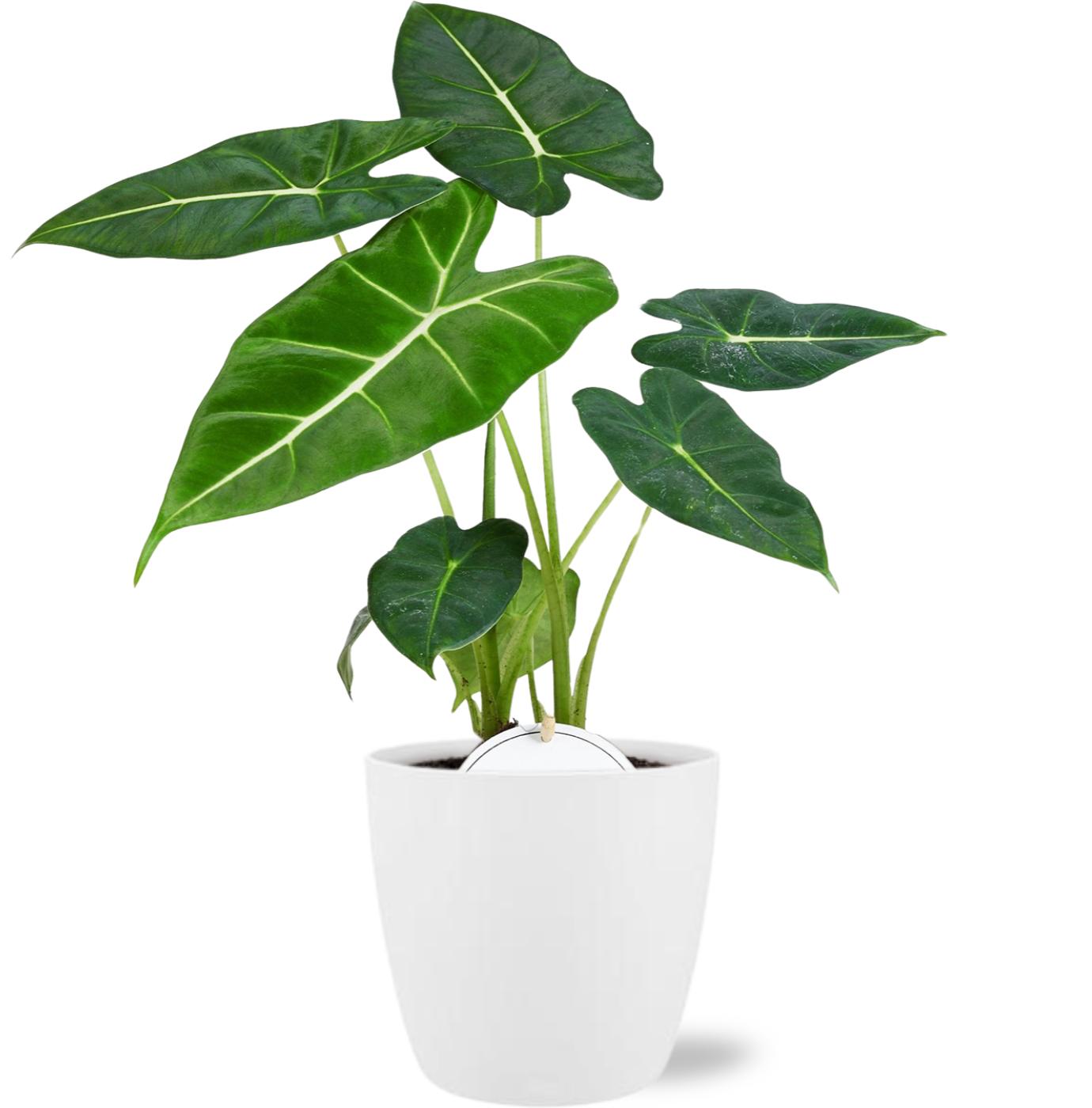 Alocasia Frydek - Ø12cm - ↕35cm + Pot Brussels Wit