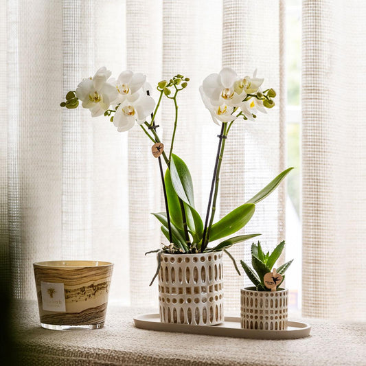 Plantenset Le Chic small