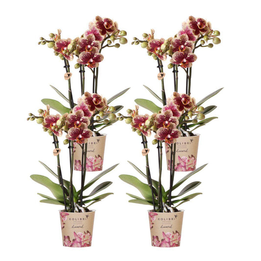 COMBI DEAL van 4 geel rode phalaenopsis orchideeën - Spain - potmaat Ø9cm