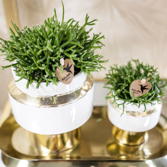 Succulenten set van 2 planten in gouden Le Chic sierpotten