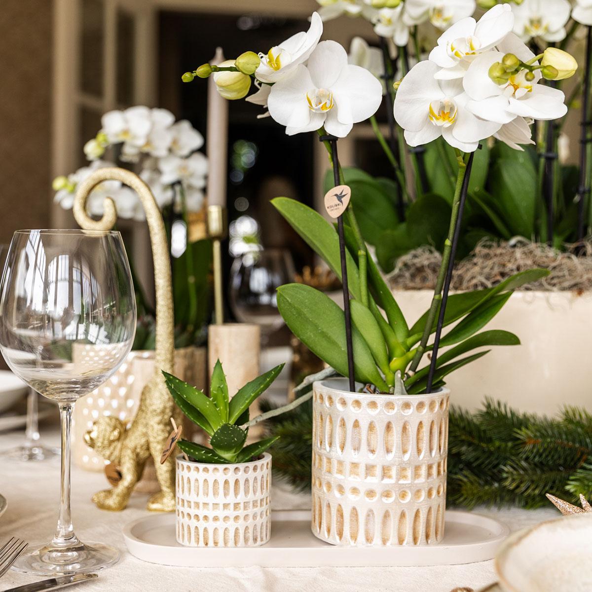 Plantenset Le Chic small