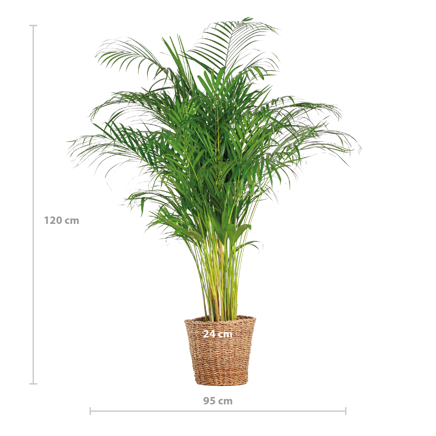 Areca Palm (dypsis) XL met mand Torun - 120cm - Ø24