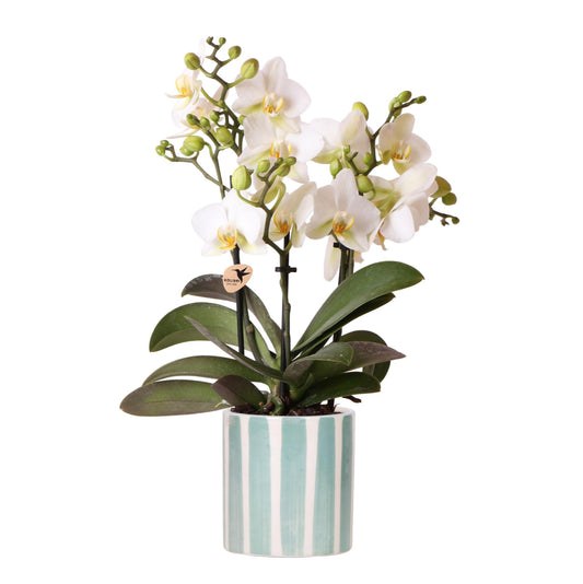 Witte phalaenopsis orchidee Lausanne + Painted Stripe sierpot turquoise - potmaat Ø9cm