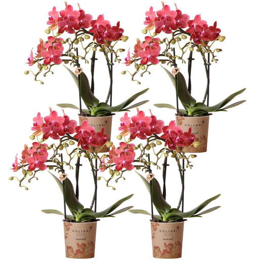 COMBI DEAL van 4 oranje Phalaenopsis orchideeën - Congo - potmaat Ø9cm
