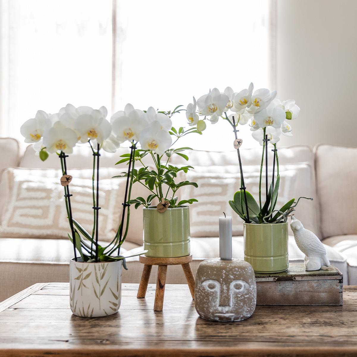 Witte Phalaenopsis orchidee - Amabilis + Pastel pot green- potmaat Ø9cm