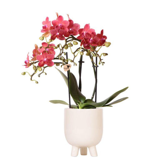 Rode Phalaenopsis orchidee – Congo + Gummy pot travertine – potmaat Ø9cm