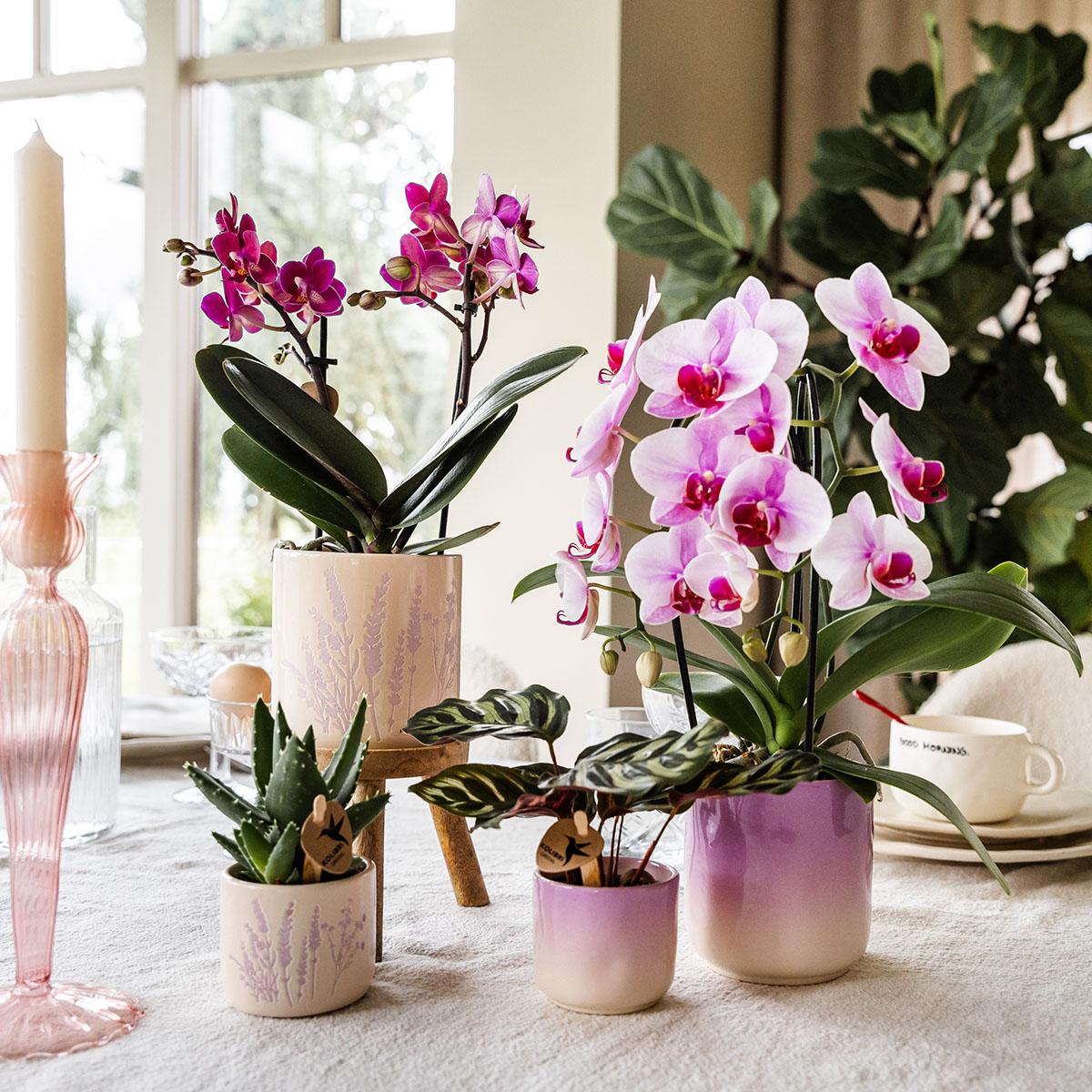 Roze orchidee Niagara Falls + Gradience sierpot roze - potmaat Ø9cm