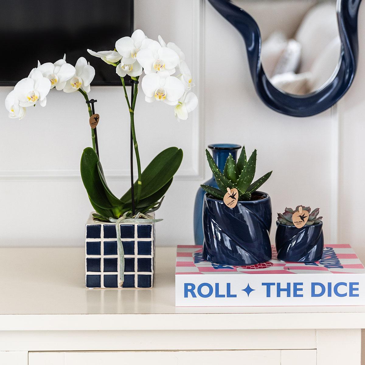 Witte phalaenopsis orchidee Amabilis + Mosa sierpot blauw - potmaat Ø9cm